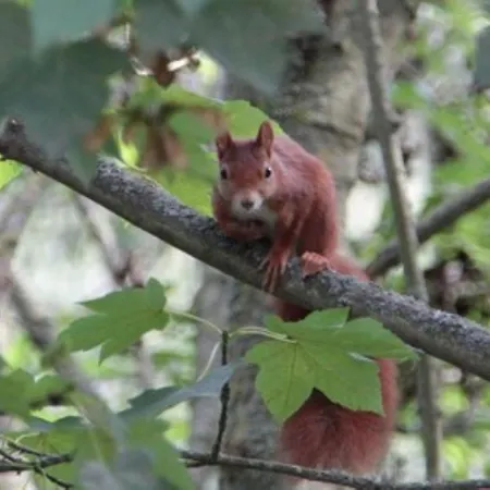 Elsbach-perle Апартаменты Oberelsbach